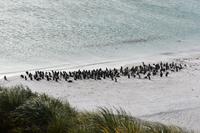 Falkland Inseln - Malvinas (2)
