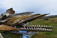 Falkland Inseln - Malvinas (13)