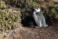 Falkland Inseln - Malvinas (21)