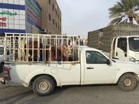 075 Freitagsmarkt Nizwa