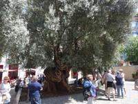 Palma - der älteste und größte Olivenbaum der Insel