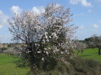 Mandelblüte auf Mallorca