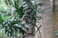 Mauritius -Black River Nationalpark Vogelnest