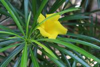 Mauritius - Botanischer Garten