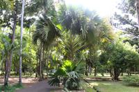 Mauritius - Botanischer Garten