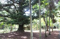 Mauritius - Botanischer Garten