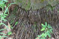 Mauritius - Botanischer Garten