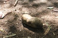 Mauritius - Botanischer Garten Leberwurstbaum