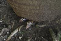 Mauritius - Botanischer Garten