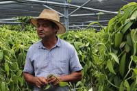 La Reunion - Vanilleraie von Saint Suzanne