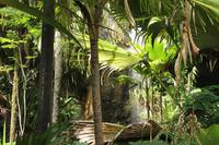 Seychellen/Praslin - Vallee De Mai
