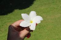 Seychellen - Botanischer Garten - Frangipani
