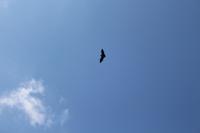 Seychellen - Botanischer Garten - Flughunde