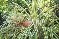 Seychellen - Botanischer Garten 