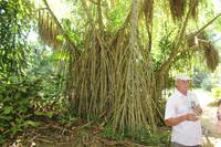 Seychellen - Botanischer Garten - Reiseleiter Cyril