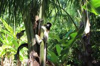 Madagaska/Nosy Be - Lemureninsel