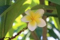 Madagaskar/Toamasina - Traditionelles Dorf am Pangalanes Fluss