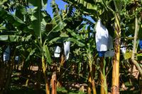 Bananenplantage (1)