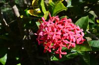 Besuch der Rastavillage Jamaika (5)