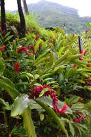 Bluemountains Jamaika (5)