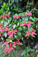 Bluemountains Jamaika (7)