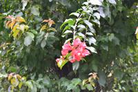 Bluemountains Jamaika (19)