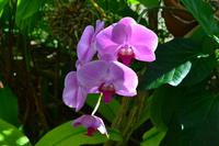 Botanischer Garten Roatan (1)