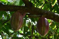 Botanischer Garten Roatan (9)