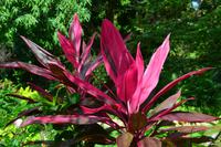 botanischer Garten Roatan (21)