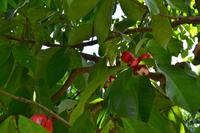 botanischer Garten Roatan (26)