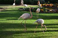 Flamigos in  Hotelanlage Hilton