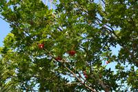 Rastavillage Montego Bay (2)