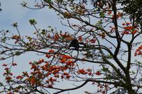 Tortuguero National Park (1)