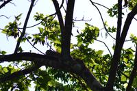 Tortuguero National Park (3)