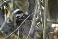 Tortuguero National Park (10)