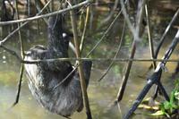 Tortuguero National Park (12)