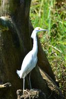 Tortuguero National Park (26)