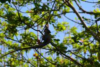 Tortuguero National Park (29)