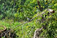 Tortuguero National Park (48)