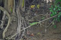 Tortuguero National Park (49)