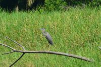 Tortuguero National Park (53)