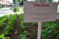 Zigarrenfabrik Dop. Rep.  (1)