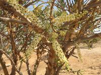 Weihrauchbaum