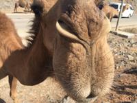 unterwegs in West-Salalah