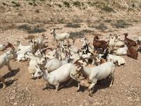 unterwegs im Weihrauchland