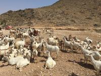 unterwegs im Weihrauchland