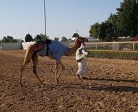 0503_Dubai; Kamelrennbahn
