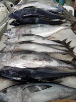 1202_Muscat Fischmarkt