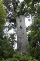 Kauri Lord of the Forest