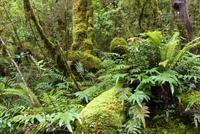 Te Anau - Milford, Wanderweg 